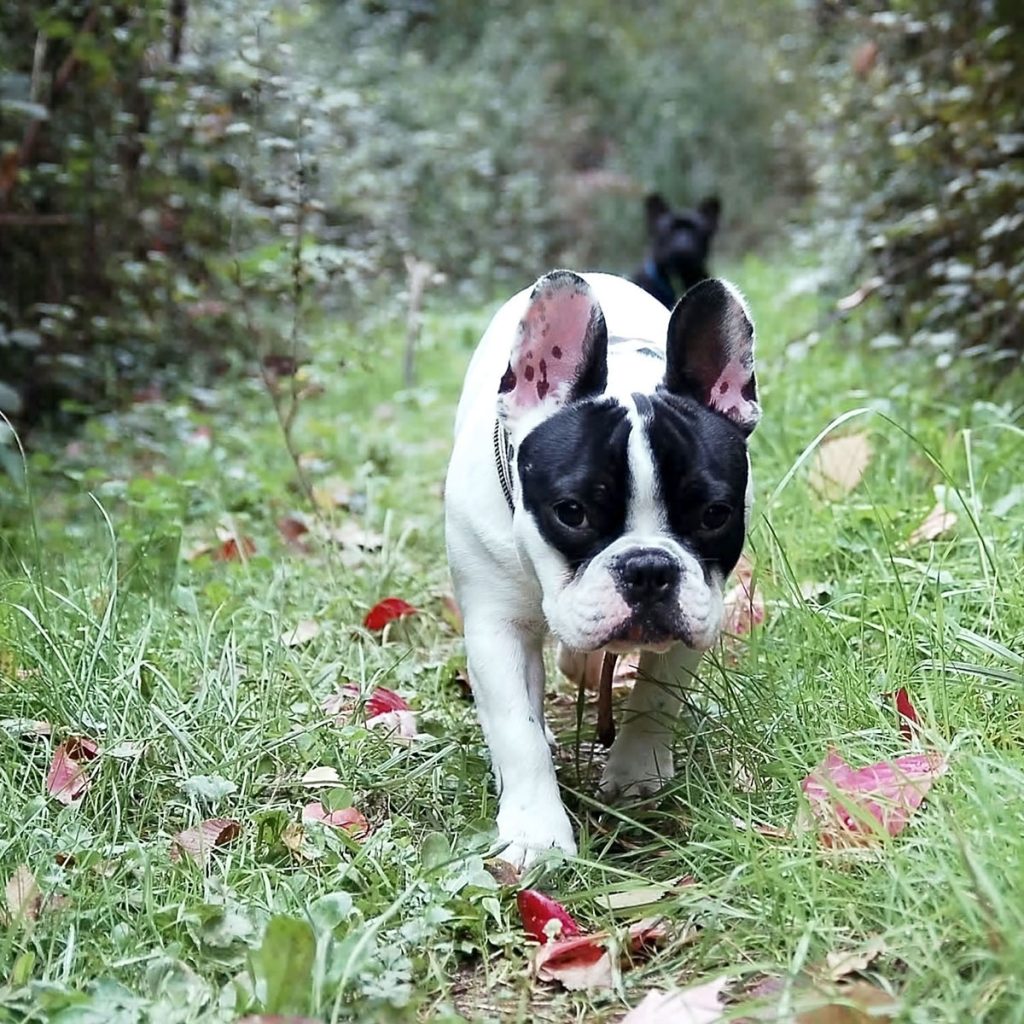 Dogs hiking on a trail