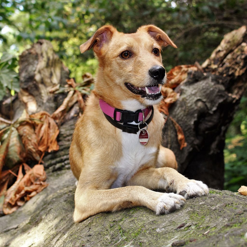 Dogs hiking on a trail