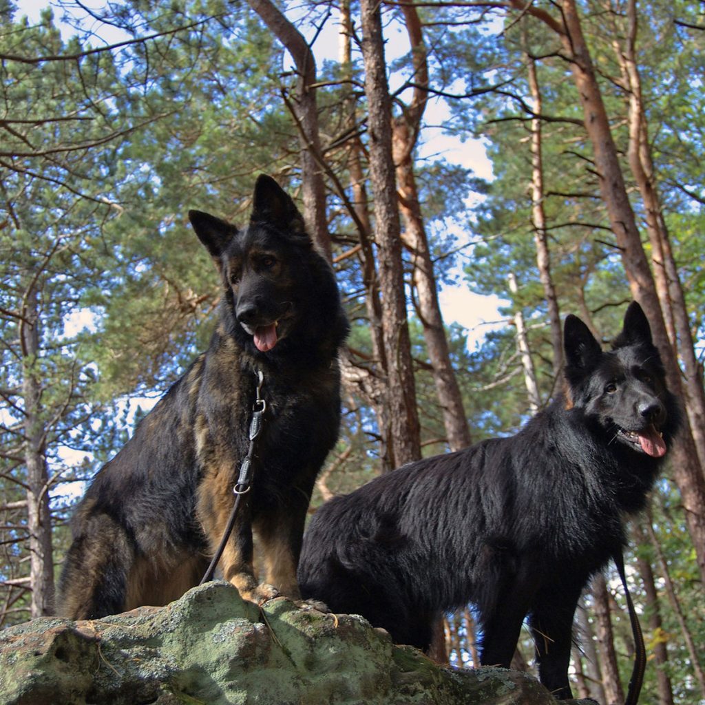 Dogs hiking on a trail