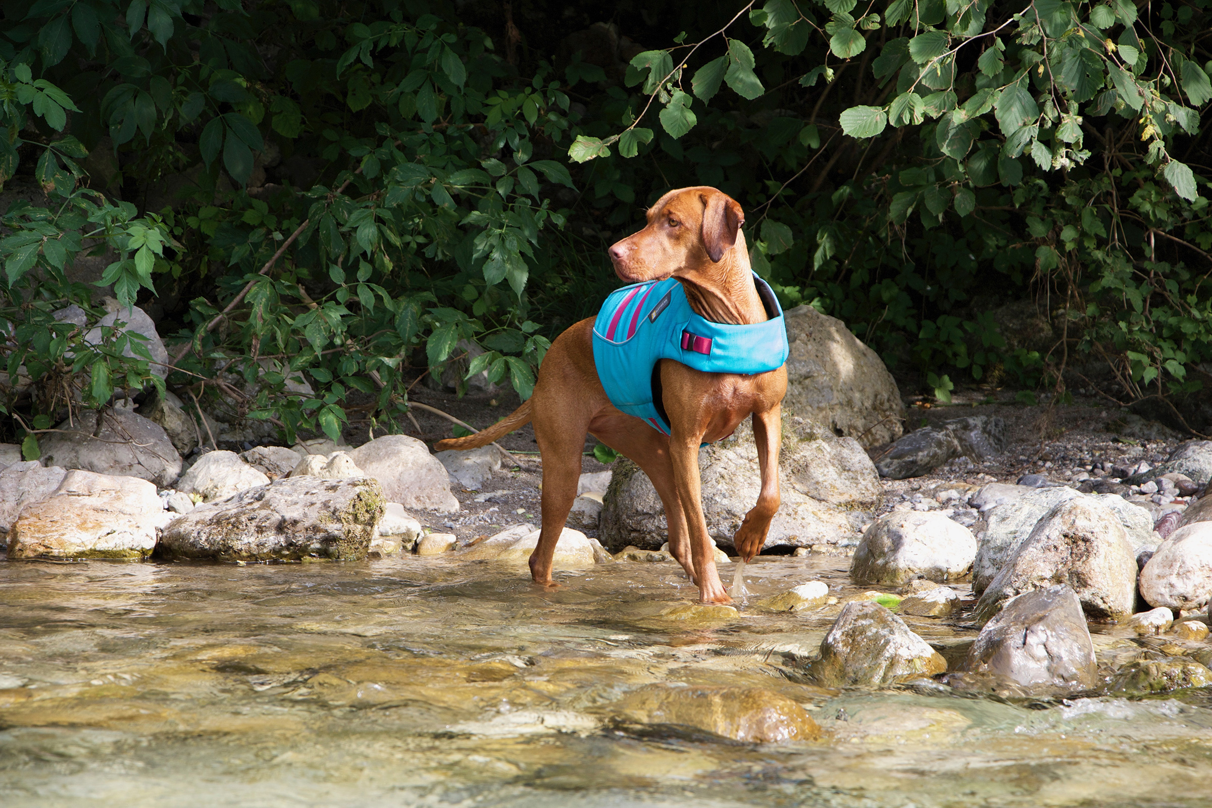 Dog near water safety tips